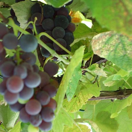 Das Weinberghaus Ratsch an der Weinstraße Eksteriør bilde