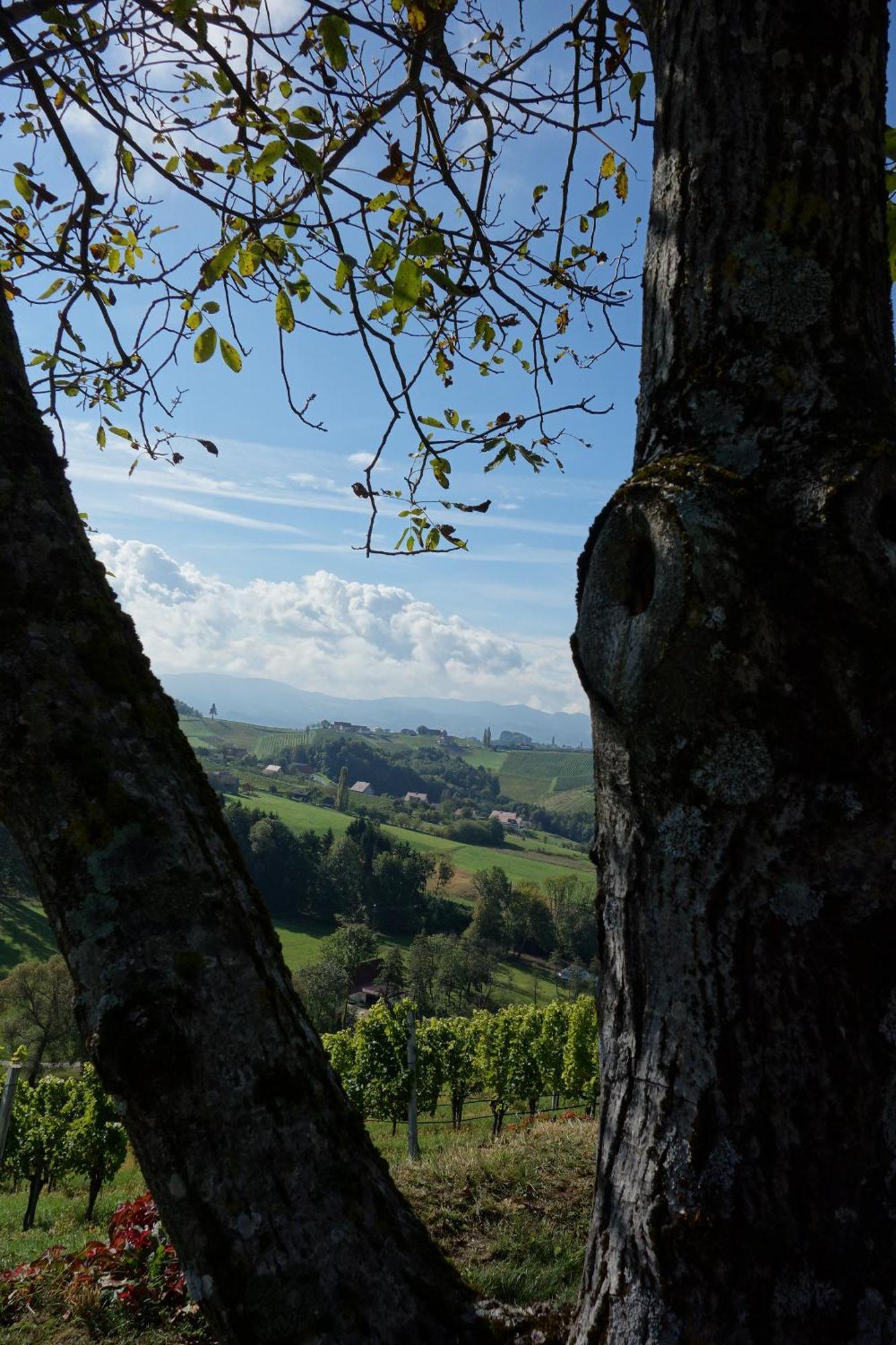 Das Weinberghaus Ratsch an der Weinstraße Eksteriør bilde